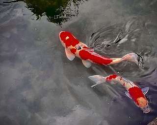 Two koi fish with red and white patterns swimming in a pond.